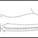 Peruskantoside
