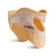 Aspen® Sierra Universal Collar™